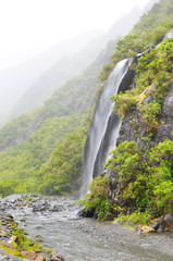 Lush rainforest path In New Zealand