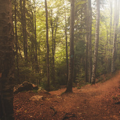 Path in the forest - 122056693