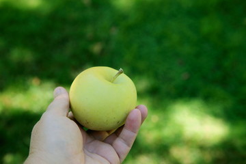 Hand Holding a Fresh Yellow Green Apple