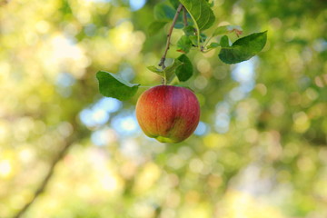 Fresh Red Apple Hanging on Tree in Orchard
