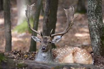 fallow deer - Dama dama in its environment