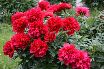 Red blooming peony flowers in spring garden 