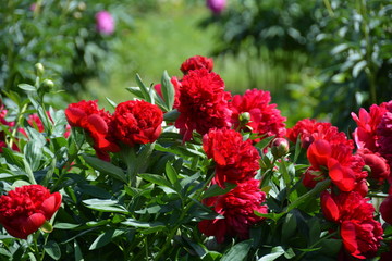 Many dark red peony flowers 