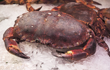 fresh cooked dungeness crab on ice for sale