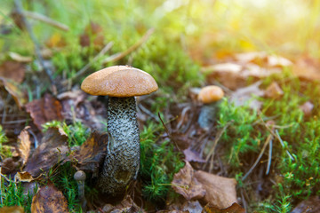 Forest Mushroom orange-cap boletus in the grass.