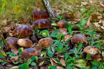 Mushrooms Boletus growing in forest. Autumn Cep Mushrooms. Mushr