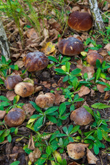 Mushrooms Boletus growing in forest. Autumn Cep Mushrooms. Mushr