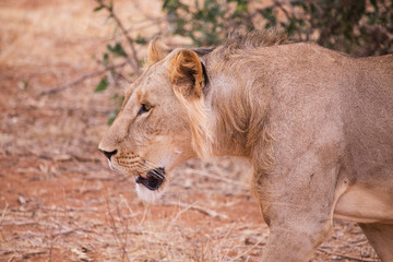 uncrowned lion in Samburu National Park in Kenya