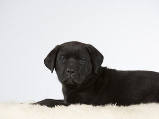 Labrador puppy portrait. Image taken in a studio.