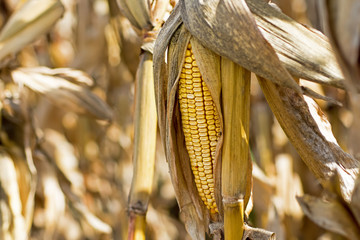 Corn Cob in the Field. Ear of Corn in Autumn Before Harvest. Agriculture Concept.