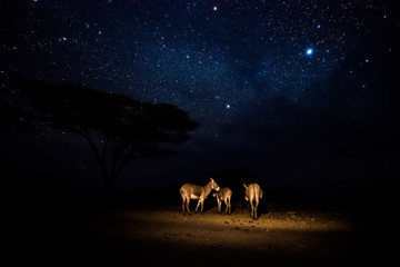 Donkeys under the Kenyan sky
