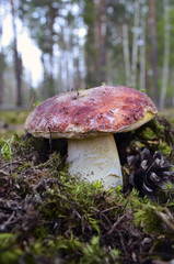 Close up of  Boletus mushroom in the forest.Boletus edulis or porcini mushroom.Autumn cep forest mushroom. Selective focus. 