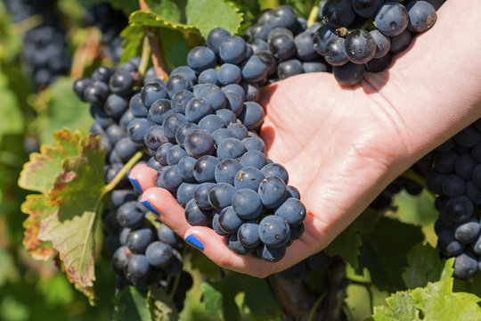 Hand Holding Fresh Red Bunch of Grapes in the Vineyard. Vineyards at in Autumn Harvest.
