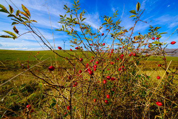 Dog Rose (Rosa canina) bush with ripe fruits against amazing cloudscape, Armenia