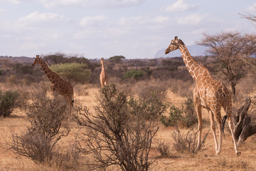 giraffes, Samburu, Kenya