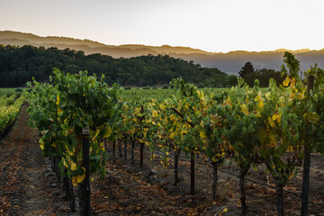 Fototapeta na wymiar Sun setting on hills over Napa Valley vineyards in autumn. Golden light at sunset in Napa wine country. Fall colors at harvest time.
