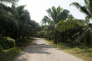Obraz premium palm plantation, Guatemala