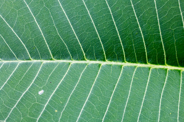 texture pattern from green leaf 