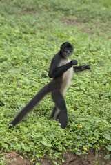 spider monkey adult walking on ground, latin america. exotic primate walking like human in tropical jungle