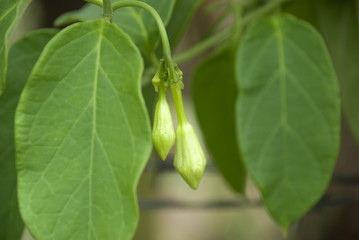 Organic food flower of Loroco. Guatemala. Fernaldia pandurata.