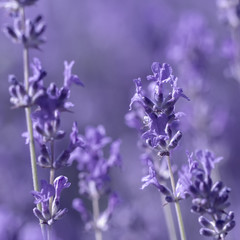 Naklejka na ściany i meble field lavender flowers