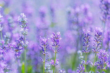 Fototapeta premium field lavender flowers
