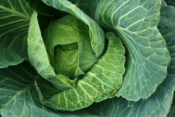 Cabbage in the garden,fresh kitchen garden cabbage
