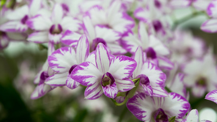 orchid