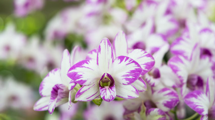 orchid