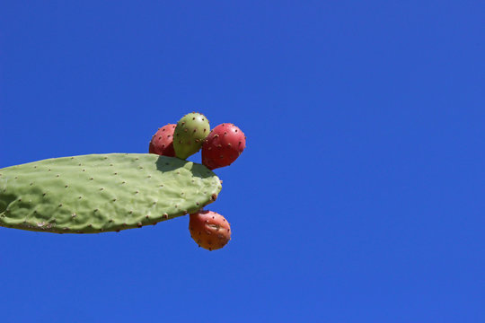 Chumbera con higos (Opuntia ficus-indica)