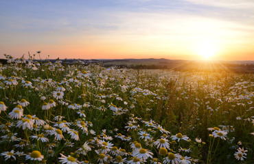 Field of marguerites at sunset
