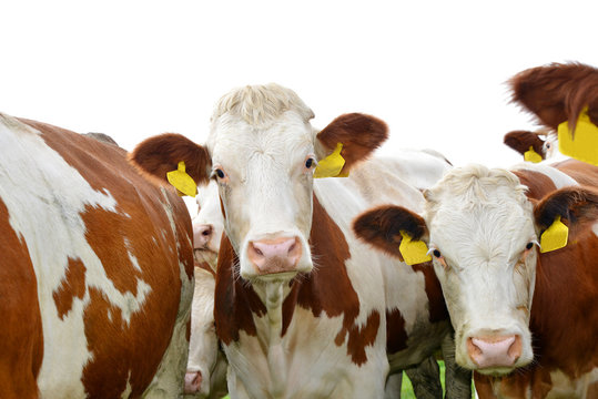 Herd Of Cow On White Background