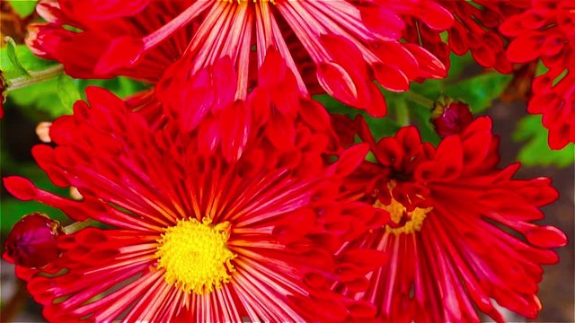Bright red flowers in the garden