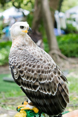 eagles show