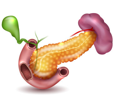 Pancreas and surrounding organs, gallbladder, small intestine and spleen detailed illustration on a white background. Beautiful colorful design.