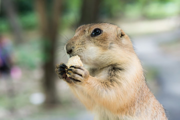 Prairie dog