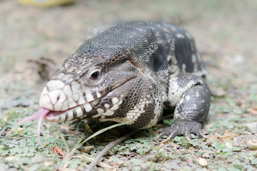 Black and White Tegu
