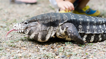 Black and White Tegu