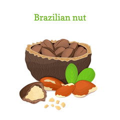 Brazilian nuts. Vector illustration of a handful of nut peeled nuts and in shell, leaves isolated on white background it can be used as packaging design element, printing brochures on healthy, diet