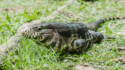 Black and White Tegu