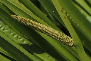 Sweet flag, Acorus calamus