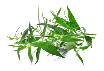 Andrographis paniculata