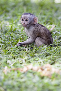 baby monkey sitting in the grass