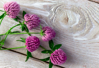 pink clover