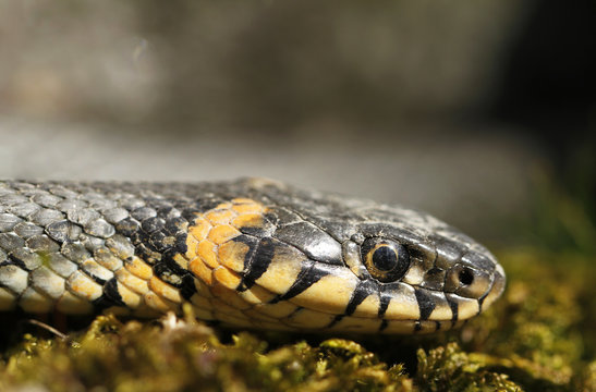 Grass snake Natrix natrix 