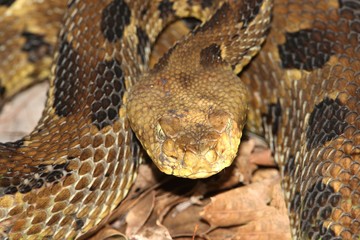 Timber Rattlesnake (Crotalus horridus)