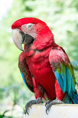 Beautiful macaw