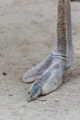 ostrich claws