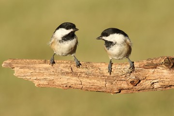 Obraz premium Pair of Birds on a Branch