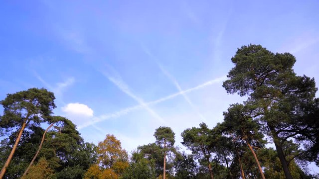 Kreuz aus Wolken am blauen Himmel vor ruhigen Bäumen